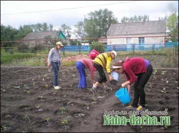 Varza mâinile proprii Varza mâinile proprii