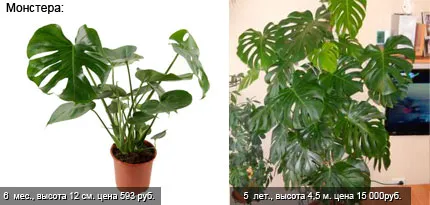 Cum de a vinde dvs. de plante