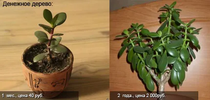 Cum de a vinde dvs. de plante