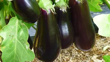 Cum de a planta vinete