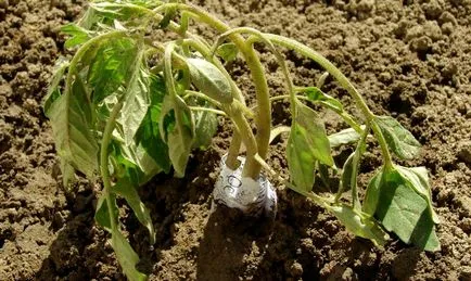 Cum cel mai bine pentru tomate plante Cum cel mai bine pentru tomate plante