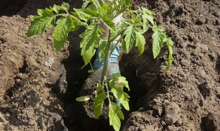Cum cel mai bine pentru tomate plante Cum cel mai bine pentru tomate plante