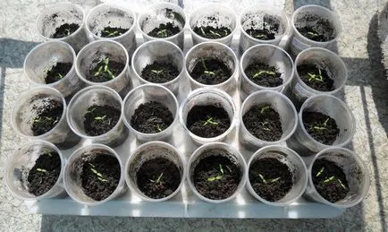 Cum cel mai bine pentru tomate plante Cum cel mai bine pentru tomate plante