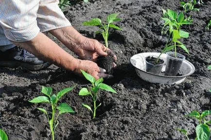 Cum cel mai bine pentru tomate plante Cum cel mai bine pentru tomate plante