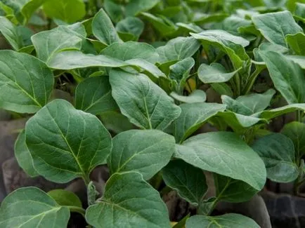 Cum de a planta vinete