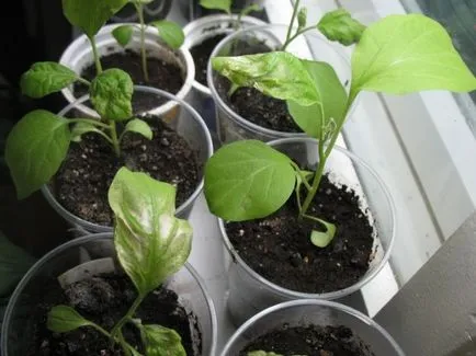 Cum de a planta vinete