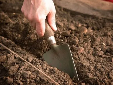 Cum de a planta vinete