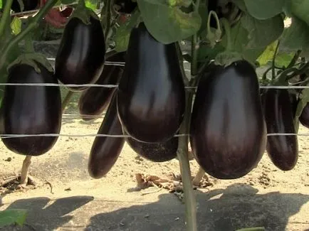 Cum de a planta vinete