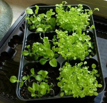 Cum să crească Lobelia