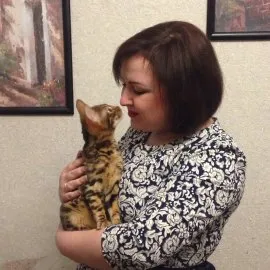 pisici Crescatoria Bengal Bengal-pisici, prețul de pisici Bengal în Chelyabinsk