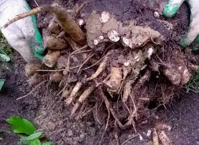 Peony transferul corect într-un alt loc în toamna și primăvara! Termeni si foto! (Mai mult) Peony transferul corect într-un alt loc în toamna și primăvara! Termeni si foto!