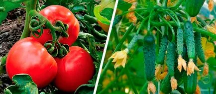În timpul sezonului de creștere este în plante, fructe roșii și castraveți, struguri și cum să