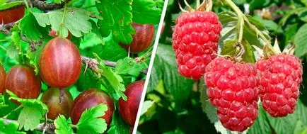 În timpul sezonului de creștere este în plante, fructe roșii și castraveți, struguri și cum să