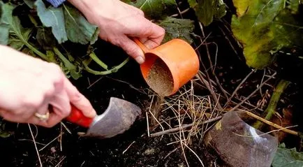 În timpul sezonului de creștere este în plante, fructe roșii și castraveți, struguri și cum să