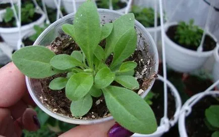 Petunia surfiniya cele mai bune soiuri, de plantare și îngrijire (îngrijire) Petunia surfiniya cele mai bune soiuri, plantarea și îngrijirea