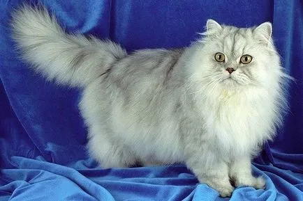 Persană pisica - caracteristici de rasă