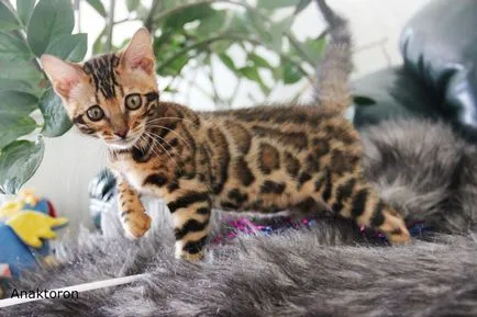 pisici Crescatoria Bengal Bengal-pisici, prețul de pisici Bengal în Chelyabinsk