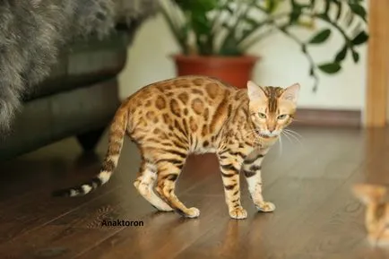 pisici Crescatoria Bengal Bengal-pisici, prețul de pisici Bengal în Chelyabinsk