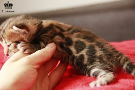 pisici Crescatoria Bengal Bengal-pisici, prețul de pisici Bengal în Chelyabinsk
