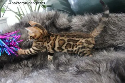 pisici Crescatoria Bengal Bengal-pisici, prețul de pisici Bengal în Chelyabinsk