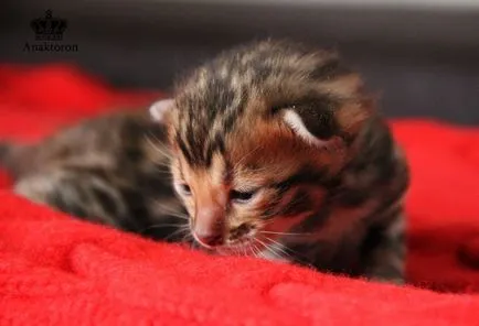 pisici Crescatoria Bengal Bengal-pisici, prețul de pisici Bengal în Chelyabinsk