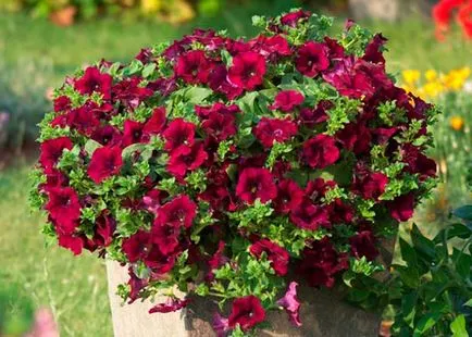 Petunia surfiniya cele mai bune soiuri, de plantare și îngrijire (petunia) Petunia surfiniya cele mai bune soiuri, plantarea și îngrijirea