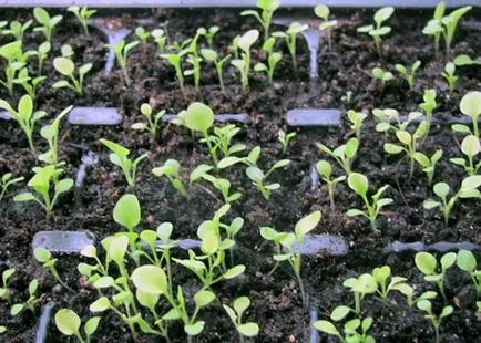 Petunia surfiniya cele mai bune soiuri, de plantare și îngrijire (clasa) Petunia surfiniya cele mai bune soiuri, plantarea și îngrijirea