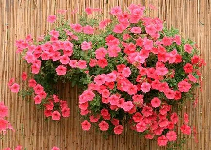 Petunia surfiniya cele mai bune soiuri, plantare și întreținere (plantarea) Petunia surfiniya cele mai bune soiuri, plantarea și îngrijirea
