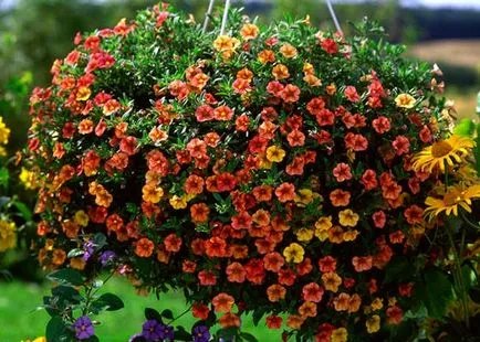 Petunia surfiniya cele mai bune soiuri, de plantare și îngrijire (surfiniya) Petunia surfiniya cele mai bune soiuri, plantarea și îngrijirea
