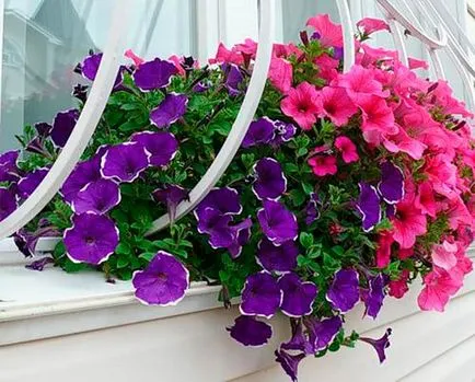 Petunia surfiniya cele mai bune soiuri, plantare și întreținere (plantarea) Petunia surfiniya cele mai bune soiuri, plantarea și îngrijirea