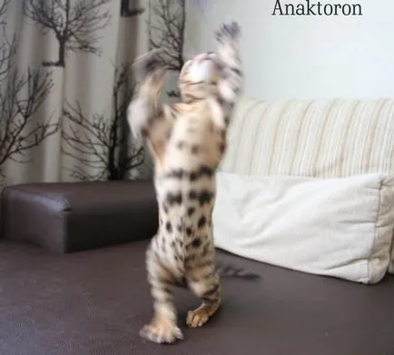 pisici Crescatoria Bengal Bengal-pisici, prețul de pisici Bengal în Chelyabinsk