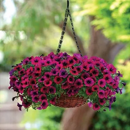 Petunia surfiniya cele mai bune soiuri, de plantare și îngrijire (îngrijire) Petunia surfiniya cele mai bune soiuri, plantarea și îngrijirea