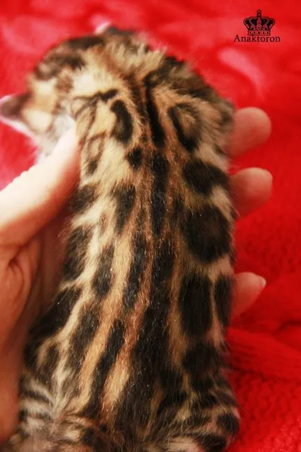pisici Crescatoria Bengal Bengal-pisici, prețul de pisici Bengal în Chelyabinsk
