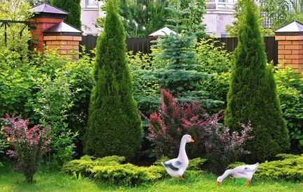 copaci ornamentali pentru a da