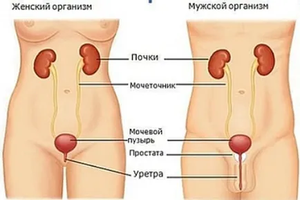 Urolog care verifică
