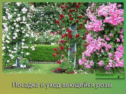 Cum să aibă grijă de trandafir cret Cum să aibă grijă de trandafir cret