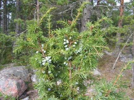 copaci ornamentali pentru a da