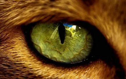Cat însuși labe