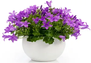 Mireasa si mirele mână clopot Mireasa si mirele mână clopot