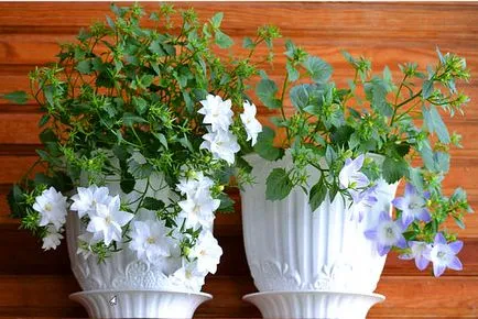 Mireasa si mirele mână clopot