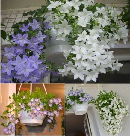 Mireasa si mirele mână clopot