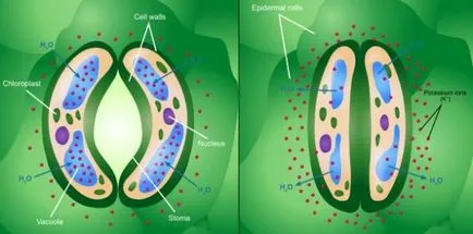 10 lucruri minunate și interesante despre plante (fapte) 10 lucruri minunate și interesante despre plante,