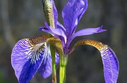 10 lucruri interesante despre igiena (prescriptii medicale papirus) Egiptul antic 10 lucruri interesante despre igienă în Egiptul Antic