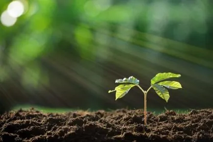 10 lucruri minunate și interesante despre plante (fapte) 10 lucruri minunate și interesante despre plante,