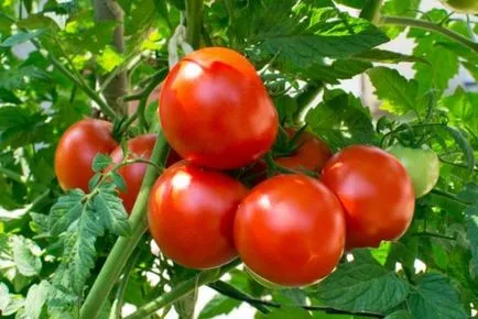 10 lucruri minunate și interesante despre plante (fapte) 10 lucruri minunate și interesante despre plante,