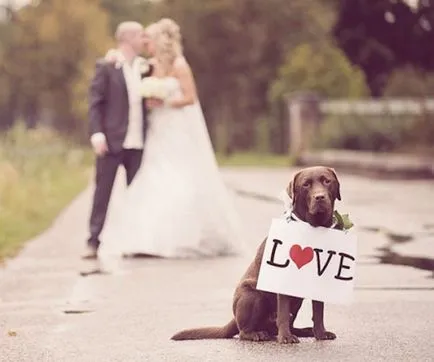 Variante de recuzită 10 pentru sedinta foto de nunta (zona foto) 10 Opțiuni pentru fotografie de nunta recuzită trage