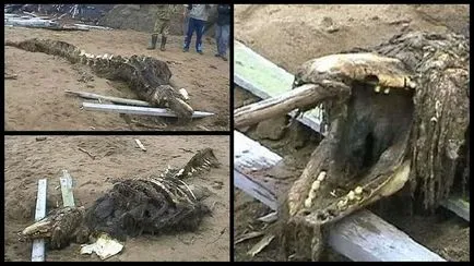 15 bucăți mai bizare, exprimate pe uscat pe coasta dracu '(cel mai mult) 15 bucăți mai bizare, exprimate pe uscat pe coasta iadului