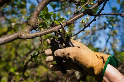 11 Secretele de o recoltă bună de mere
