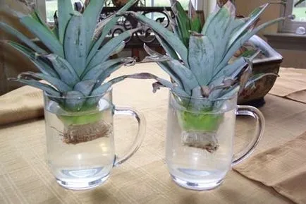 13 produse pe care le pot creste la domiciliu