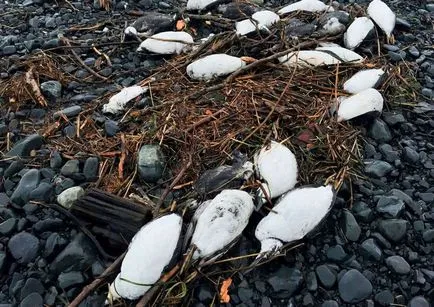 15 piese mai bizare, turnate pe uscat pe coasta iadului (aruncat) 15 bucăți mai bizare, exprimate pe uscat pe coasta iadului